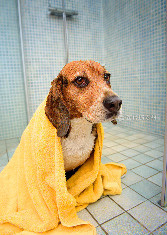 淋浴/沐浴后不开心的小猎犬